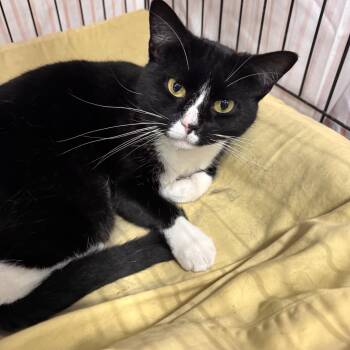 Domestic Short Hair Cats Available for Adoption in Mokena, Illinois - Melissa | PetCurious