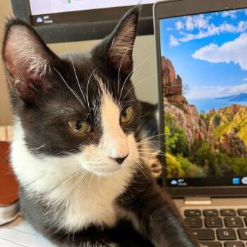 Domestic Short Hair Cats Available for Adoption - Angel Face | PetCurious