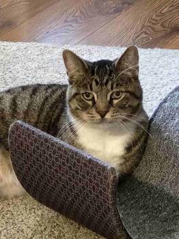 Tabby Cats Available for Adoption in York, Nebraska - Mira | PetCurious