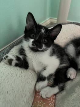 Verdana -  Domestic Short Hair Cat Available for Adoption in Emerald Isle, North Carolina - Verdana | PetCurious