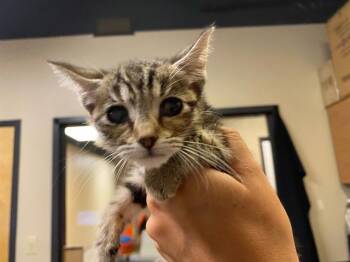 A612177 -  Domestic Short Hair Cat for Adoption in Modesto, California - A612177 | PetCurious
