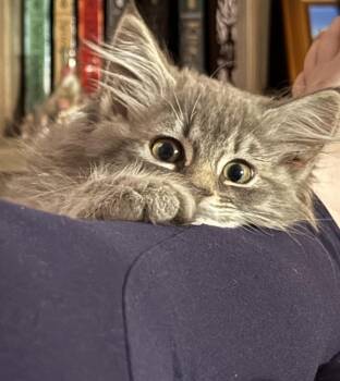 June Bug -  Domestic Long Hair and Tabby Cat for Adoption in Dallas, Texas - June Bug | PetCurious
