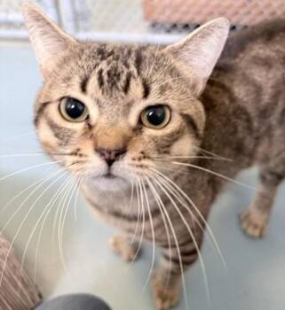 Boi -  Domestic Short Hair Cat for Adoption in Ogdensburg, New York - Boi | PetCurious