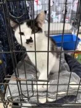 Moo -  Domestic Short Hair Cat for Adoption in Manitowoc, Wisconsin - Moo | PetCurious