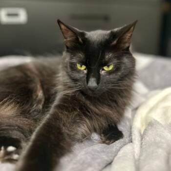 BeachBall -  Domestic Long Hair Cat for Adoption in Mount Rainier, Maryland - BeachBall | PetCurious