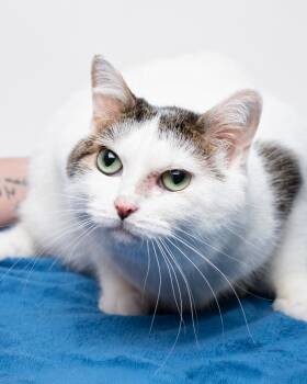 Rescue Domestic Short Hair Cats for Adoption in Boone, Iowa - Salt | PetCurious