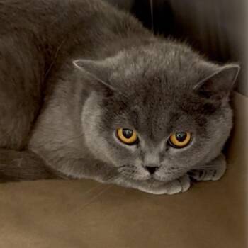 Abbie -  Scottish Fold Cat for Adoption in Westhampton, New York - Abbie | PetCurious