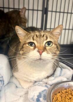 Domestic Short Hair Cats Available for Adoption in Rock Springs, Wyoming - Tarzan | PetCurious