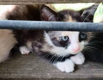 Rescue Torbie Cats for Adoption in Frankston, Texas - Ellia | PetCurious