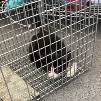 Tuxie -  Domestic Short Hair Cat for Adoption in Montgomery, Alabama - Tuxie | PetCurious
