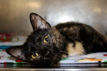 Rescue Domestic Short Hair and Tortoiseshell Cats for Adoption in Brazil, Indiana - VELEENA | PetCurious