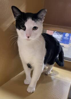 Domestic Short Hair Cats Available for Adoption - Punkin | PetCurious