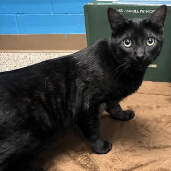 Domestic Short Hair Cats Available for Adoption - Midnight | PetCurious