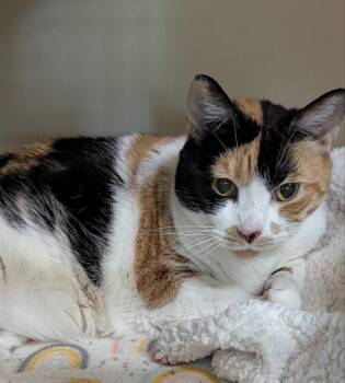 Miss Debbie -  Calico Cat for Adoption in Ocala, Florida - Miss Debbie | PetCurious