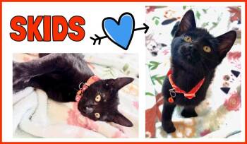 Skids -  Domestic Short Hair Cat for Adoption in Valley City, North Dakota - Skids | PetCurious