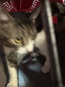 Domestic Short Hair Cats Available for Adoption - KYLO | PetCurious