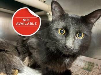 Domestic Short Hair Cats Available for Adoption - Carmen | PetCurious