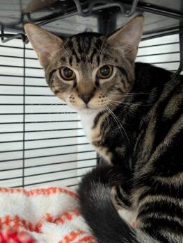 Maytag -  Domestic Short Hair Cat for Adoption in Shelton, Washington - Maytag | PetCurious