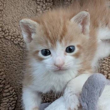 Domestic Short Hair Cats Available for Adoption in Austin, Texas - Nacho Problem 10 | PetCurious