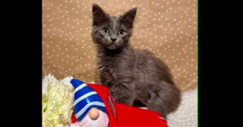 Fluff -  Domestic Medium Hair Cat for Adoption in Groveland, Massachusetts - Fluff | PetCurious