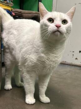 Casper -  Domestic Short Hair Cat for Adoption in Olean, New York - Casper | PetCurious