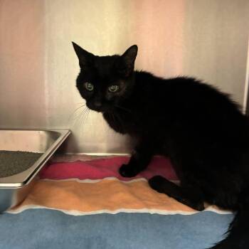 08/28/2026-Stray-DatchetLane-"Spot" -  Domestic Short Hair and Mixed Breed Cat for Adoption in Columbus, Georgia - 08/28/2026-Stray-DatchetLane-"Spot" | PetCurious