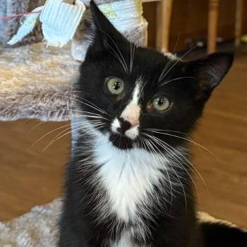 Tango 2330 -  Domestic Short Hair Cat for Adoption in Kansas City, Missouri - Tango 2330 | PetCurious