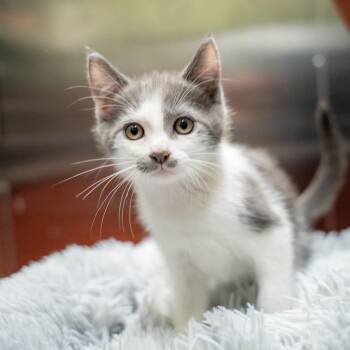 Toulouse -  Domestic Short Hair Cat for Adoption in Gainesville, Georgia - Toulouse | PetCurious
