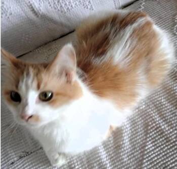 Rescue Maine Coon and Domestic Long Hair Cats for Adoption in Paris, Kentucky - Starla | PetCurious