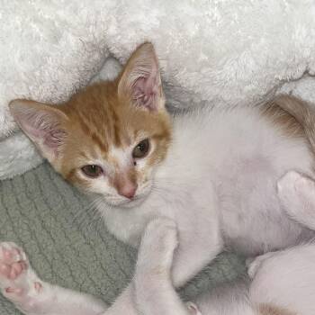 Mordecai -  Domestic Short Hair Cat for Adoption in Santa Ana, California - Mordecai | PetCurious