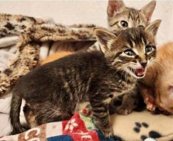 Sonic (pre adopt) -  Domestic Short Hair Cat for Adoption in Fort Worth, Texas - Sonic (pre Adopt) | PetCurious