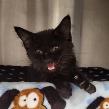 Rachel -  Domestic Medium Hair Cat for Adoption in Fort Wayne, Indiana - Rachel | PetCurious