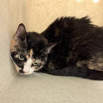 Rescue Domestic Short Hair Cats for Adoption in Philadelphia, Pennsylvania - Fifi | PetCurious