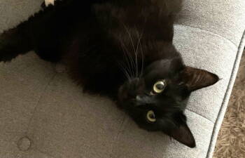 Rescue Domestic Short Hair Cats for Adoption in Oakland, California - Donna | PetCurious