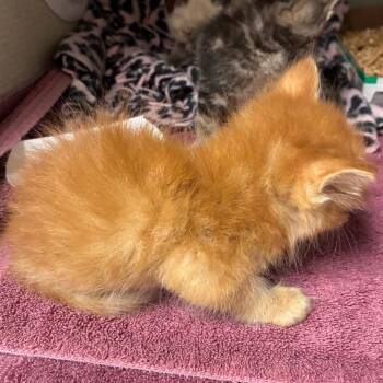 Domestic Short Hair Cats Available for Adoption in Yuma, Arizona - Luke | PetCurious