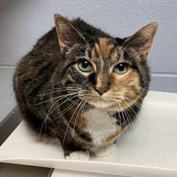 Shea -  Domestic Short Hair Cat for Adoption in Dekalb, Illinois - Shea | PetCurious