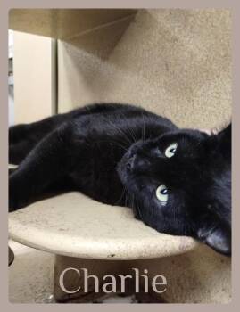 CHARLIE -  Tabby Cat for Adoption in Lawton, Oklahoma - CHARLIE | PetCurious