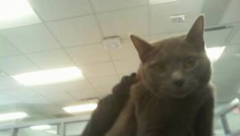 Domestic Short Hair Cats Available for Adoption in Charlotte, North Carolina - AGATHA | PetCurious