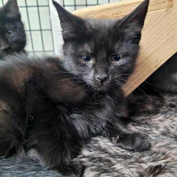 Sapphire (purple) -  Domestic Medium Hair Cat Available for Adoption in Belfair, Washington - Sapphire (purple) | PetCurious