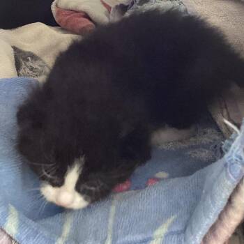 Bozie -  Domestic Medium Hair Cat for Adoption in Montgomery, Alabama - Bozie | PetCurious