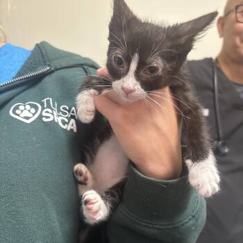 Beep -  Domestic Short Hair Cat for Adoption in Tulsa, Oklahoma - Beep | PetCurious