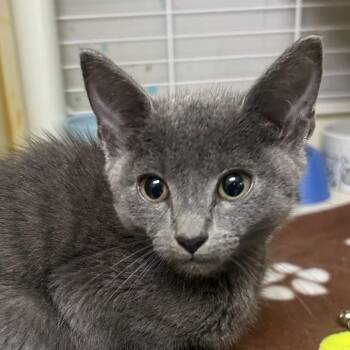 The Milk Man -  Domestic Short Hair Cat for Adoption - The Milk Man | PetCurious