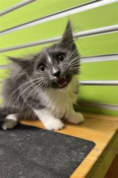 NIBS -  Domestic Long Hair Cat for Adoption in St. Peters, Missouri - NIBS | PetCurious