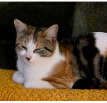 Rescue Domestic Short Hair and Calico Cats for Adoption in Dallas, Texas - Fancy Nancy | PetCurious