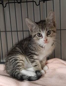 Wayne -  Domestic Short Hair Cat for Adoption in Georgetown, Ohio - Wayne | PetCurious