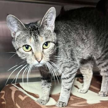 Rescue Domestic Short Hair Cats for Adoption in Buffalo, Wyoming - Jelly Bean | PetCurious