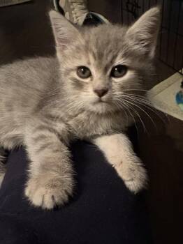 Daphne -  Domestic Short Hair Cat for Adoption in Minneapolis, Minnesota - Daphne | PetCurious