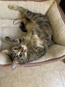 Rescue Domestic Short Hair Cats for Adoption in Chelsea, Vermont - Dot | PetCurious