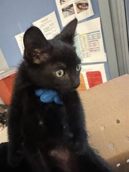 Domestic Short Hair Cats Available for Adoption in San Jose, California - A1406455 | PetCurious