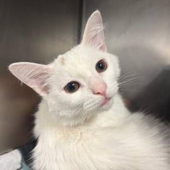 Pickle -  Domestic Long Hair Cat for Adoption in Chicago, Illinois - Pickle | PetCurious
